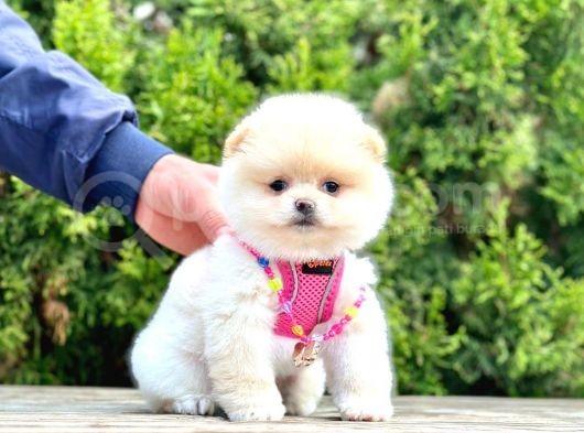 Ayıcık Surat Boo Pomeranian Yavrular görsel