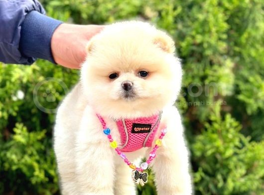 Safkan Teddy Bear Pomeranian Boo Yavrularımız görsel