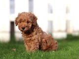 Sağlik Ve Irk Garanti̇li̇ Red Brown Toy Poodle Yavrularimiz