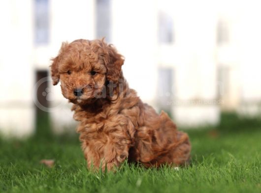 Sağlik Ve Irk Garanti̇li̇ Red Brown Toy Poodle Yavrularimiz görsel