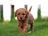 Sağlik Ve Irk Garanti̇li̇ Red Brown Toy Poodle Yavrularimiz