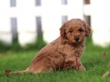 Sağlik Ve Irk Garanti̇li̇ Red Brown Toy Poodle Yavrularimiz