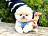 Teddy Face Boo Pomeranian Yavrular