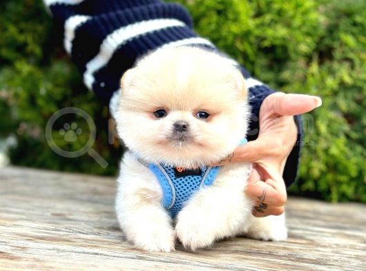 Teddy Face Boo Pomeranian Yavrular
