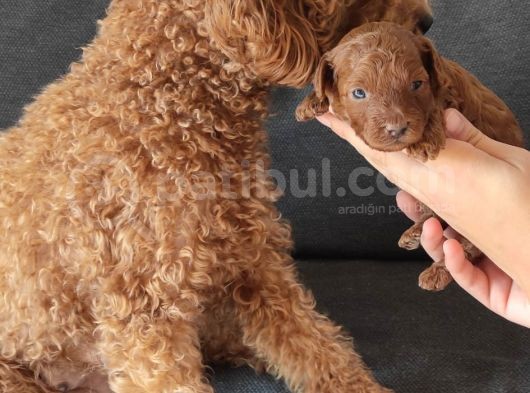 A Secereli̇ Poodle Yavrularımız Burkem Den görsel