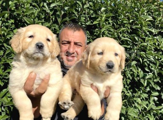 Irk Garantili Golden Yavrularımız Burkem Den görsel
