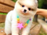 Party Colour Ayi Surat Pomerani̇an
