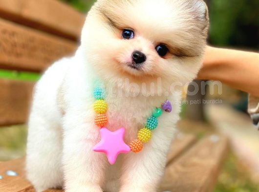 Party Colour Ayi Surat Pomerani̇an