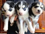 Safkan Husky Si̇bi̇rya Kurdu Bebekler Irk Garanti̇li̇
