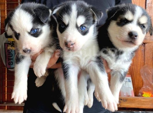 Safkan Husky Si̇bi̇rya Kurdu Bebekler Irk Garanti̇li̇ görsel