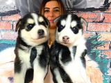 Safkan Husky Si̇bi̇rya Kurdu Bebekler Irk Garanti̇li̇