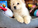 Çi̇n Aslani Chow Chow Irk Garanti̇li̇