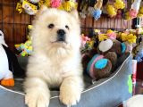 Çi̇n Aslani Chow Chow Irk Garanti̇li̇