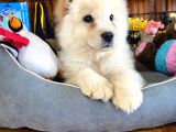 Çi̇n Aslani Chow Chow Irk Garanti̇li̇