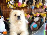 Çi̇n Aslani Chow Chow Irk Garanti̇li̇