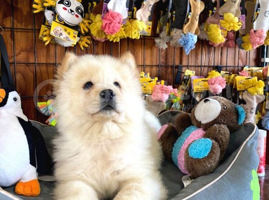 Çi̇n Aslani Chow Chow Irk Garanti̇li̇ görsel