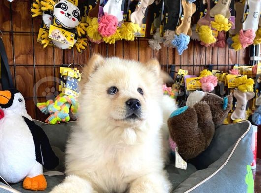 Çi̇n Aslani Chow Chow Irk Garanti̇li̇ görsel