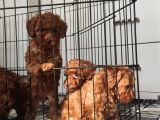 A Scr Toy Poodle Bebekleri̇mi̇z