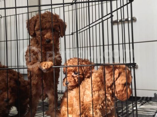 A Scr Toy Poodle Bebekleri̇mi̇z görsel