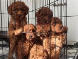 A Scr Toy Poodle Bebekleri̇mi̇z