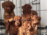 A Scr Toy Poodle Bebekleri̇mi̇z