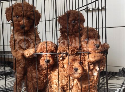 A Scr Toy Poodle Bebekleri̇mi̇z