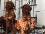 A Scr Toy Poodle Bebekleri̇mi̇z