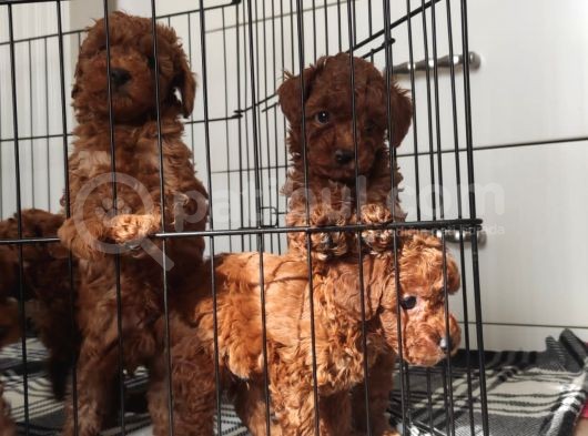 A Scr Toy Poodle Bebekleri̇mi̇z görsel