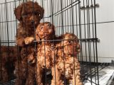 A Scr Toy Poodle Bebekleri̇mi̇z