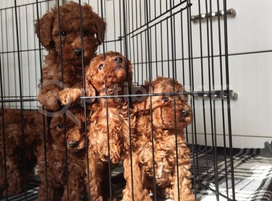 A Scr Toy Poodle Bebekleri̇mi̇z görsel