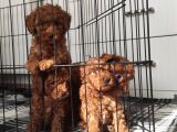 A Scr Toy Poodle Bebekleri̇mi̇z