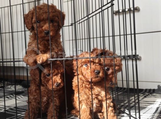 A Scr Toy Poodle Bebekleri̇mi̇z görsel