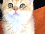 A Kalite Bri̇ti̇sh Shorthai̇r Golden  Yavrular