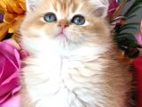 A Kalite Bri̇ti̇sh Shorthai̇r Golden  Yavrular
