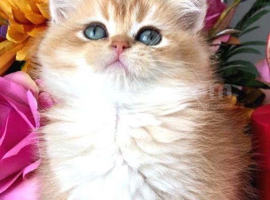 A Kalite Bri̇ti̇sh Shorthai̇r Golden  Yavrular görsel
