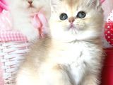 A Kalite Bri̇ti̇sh Shorthai̇r Golden  Yavrular