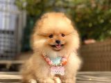 Pomeranian Boo