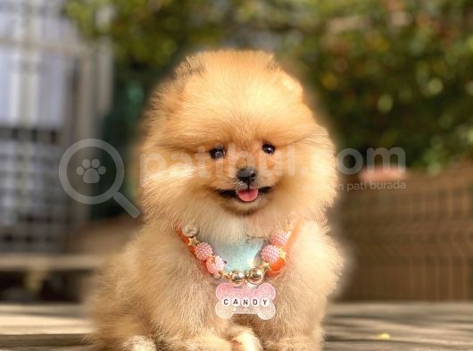 Pomeranian Boo