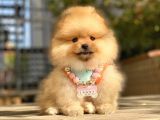 Pomeranian Boo
