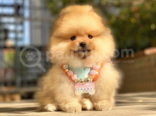 Pomeranian Boo görsel