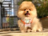 Pomeranian Boo