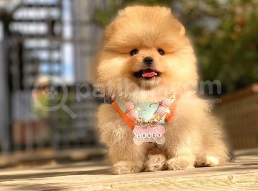 Pomeranian Boo görsel