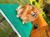 Muhteşem Güzellikler Pomeranian Boo