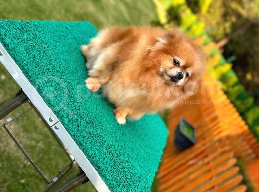 Muhteşem Güzellikler Pomeranian Boo görsel
