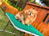 Muhteşem Güzellikler Pomeranian Boo
