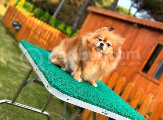 Muhteşem Güzellikler Pomeranian Boo görsel