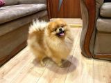Muhteşem Güzellikler Pomeranian Boo