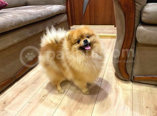 Muhteşem Güzellikler Pomeranian Boo