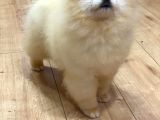 Yakışıklı Pomeranian Boo