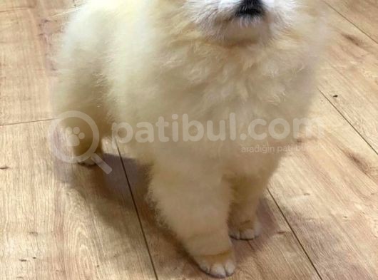 Yakışıklı Pomeranian Boo görsel